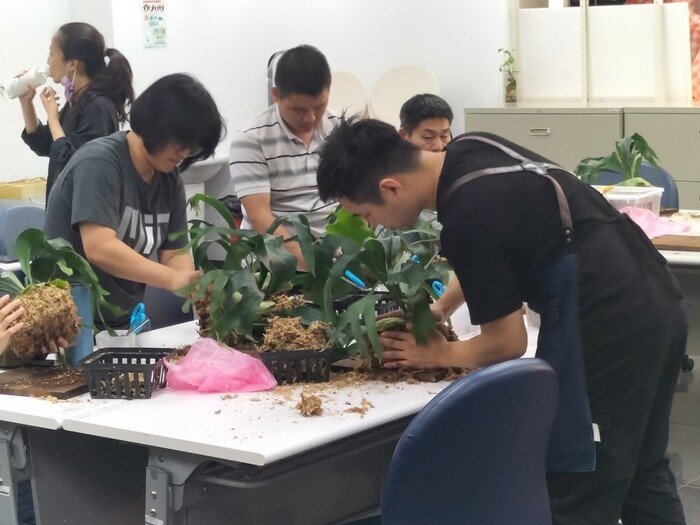 112-1植感心生活「鹿角蕨」上板圖片