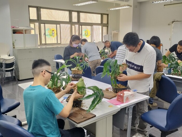 112-1植感心生活「鹿角蕨」上板圖片