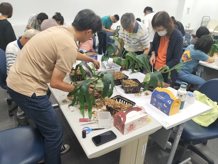 112-1植感心生活「鹿角蕨」上板圖片